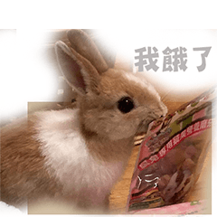 smail rabbit