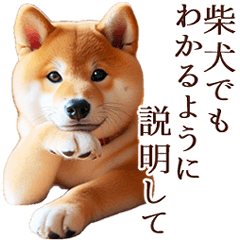 Shiba Inu [Real] Can be used all year