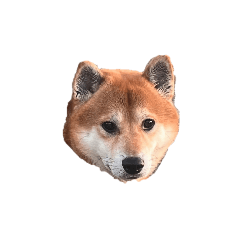 Kotaro_SHIBA