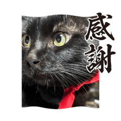 sakura_20240113231100