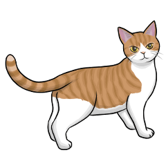 Brown White Tabby cat [regular use]