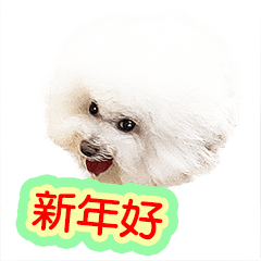 Bichon Frise dog cute puppy Part 3