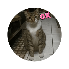 三隻貓咪的日常生活