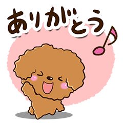 Toy poodle Red10