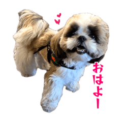 Regent Shih Tzu