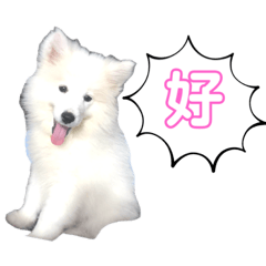優荳的常用語