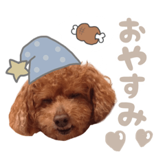 choco_toypoodle