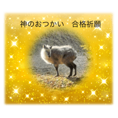 sakura_20240114221944