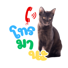 Thai cat Indy