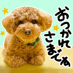 realistic toy poodle