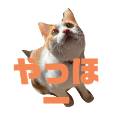 fuwa_20240115203510