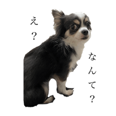 chihuahua_sophia