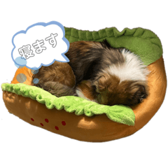 sakura_20240115214028