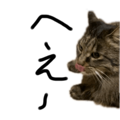 猫のムーちゃん♪001