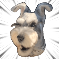 schnauzer stamp dog 5