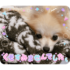 Pochacco_20240116153859