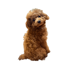 Teacup poodle curl 2