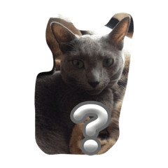 my cats 001