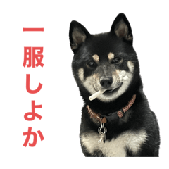 pinimaru_20240116231905