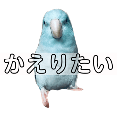 Pacific Parrotlet peep peep sticker 3