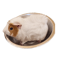 guinea pig "okaka"