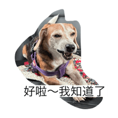 溫蒂日常生活