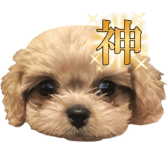 suzu_20240117223907