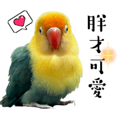 百利的奇幻旅程