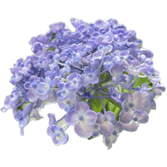 Hydrangea FLOWER