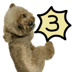 Toy Poodle Fuchi3