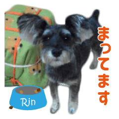 Sticker of playful schnauzer Rintaro