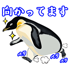 Penguin sticker that can be used anytime