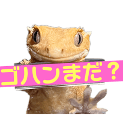 Greeting stamp with crested gecko