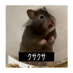 ジーニアスまさかり