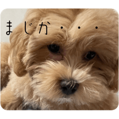 chocomint_20240120005116