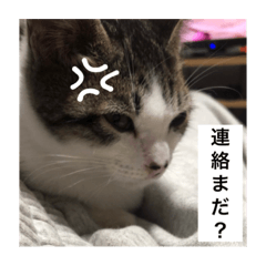 maya_2024012004200420