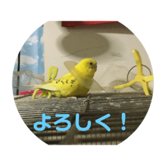 セキセイインコのケロピーちゃんのスタンプ