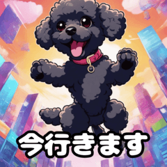 black poodle Moco