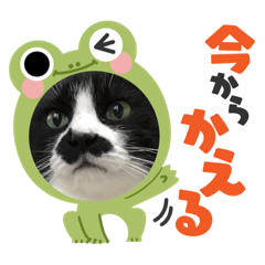 Matsumura family cat