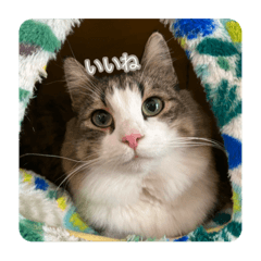 remireno_20240120123223