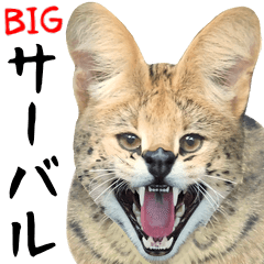 Big photograph of the serval