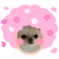 sakura_20240121090723