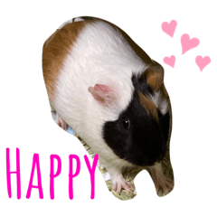 My Guinea pig Olivia