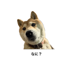 ranchu_20240121010259