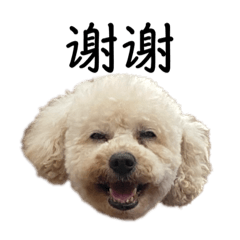 Black & White poodle family sticker2