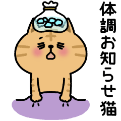 茶トラ猫【体調報告】