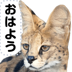 Letter of the serval