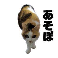 16 year old cat Mii-chan's daily life