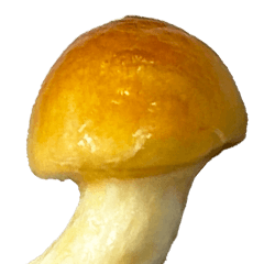 BIG! Nameko Mushrooms