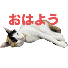 omo_20240121211215